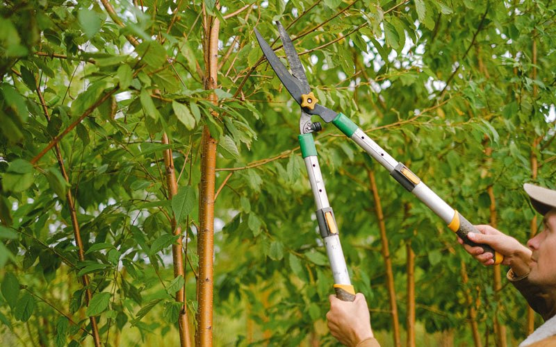 Tree trimming in Cache Junction, UT
