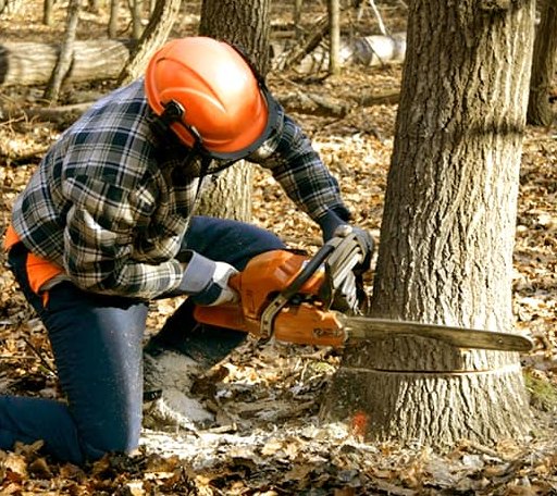 Tree Removal in Cache Junction, UT